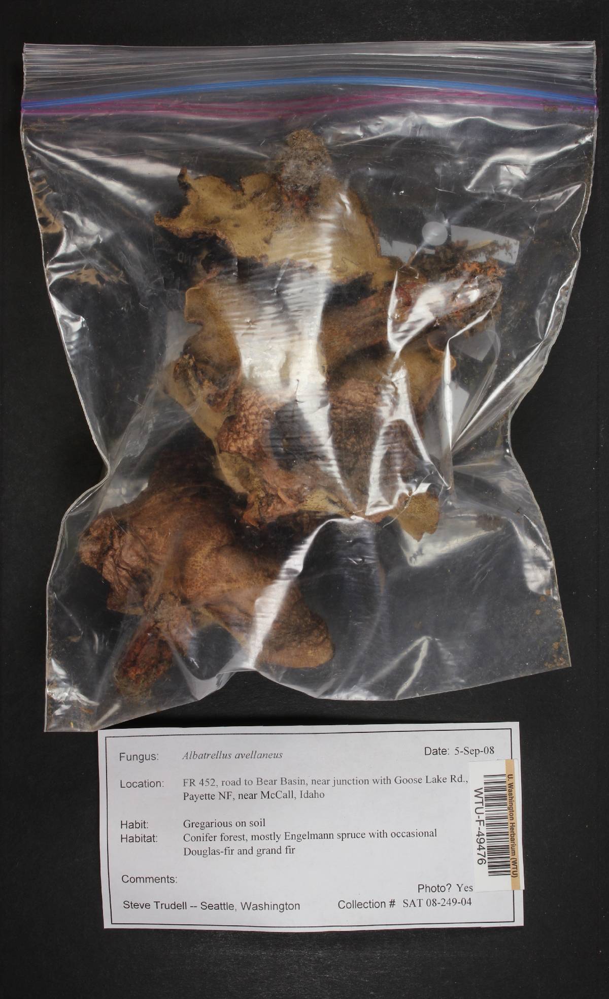 Albatrellus avellaneus image