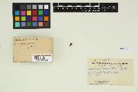 Inocybe subrubescens image