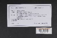 Amanita ceciliae image