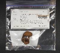 Fistulina hepatica image