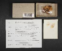 Kuehneromyces vernalis image