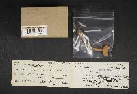 Thumbnail image of current specimen