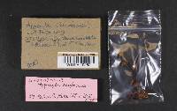 Hygrocybe acutoconica image