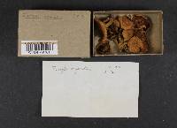 Inocybe agardhii image