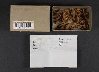 Inocybe agardhii image
