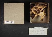 Lactarius controversus image