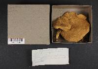 Lactarius helvus image