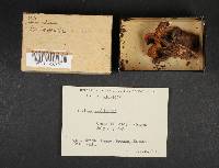 Lentinellus cochleatus image