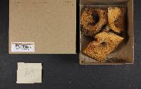 Lactarius psammicola image