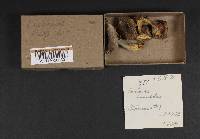 Lactarius mucidus image