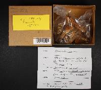 Amanita aprica image