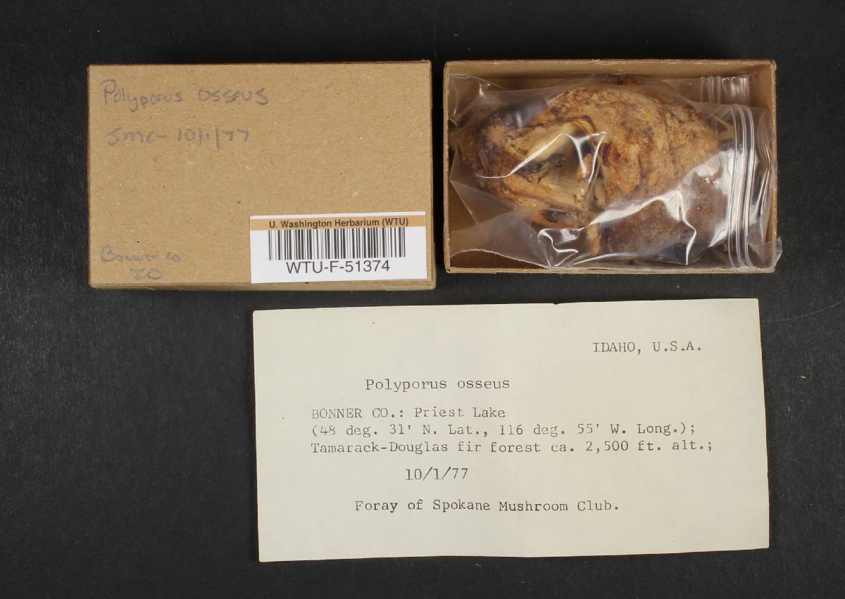 Osteina obducta image