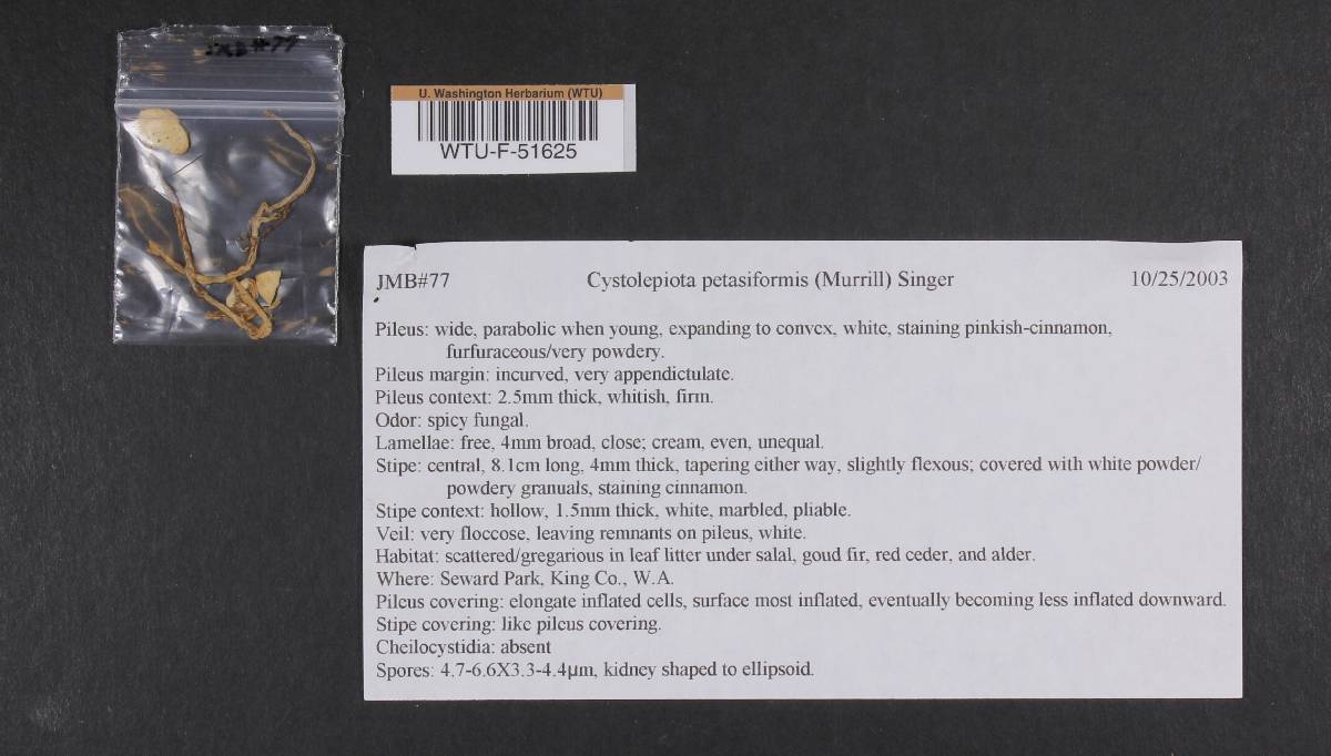 Cystolepiota petasiformis image