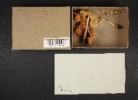 Marasmius oreades image