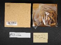 Leucocoprinus cepistipes image