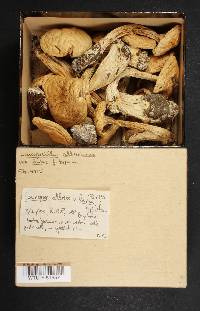 Leucopaxillus albissimus image