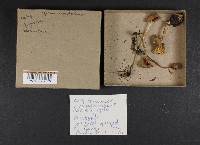 Mycena galericulata image