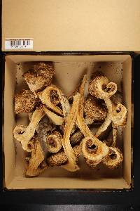 Neolentinus ponderosus image