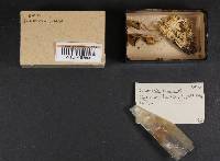 Agrocybe firma image