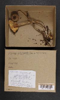 Mycena galericulata image