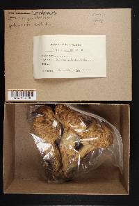 Lentinus ponderosus image