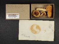Pholiota squarrosa image