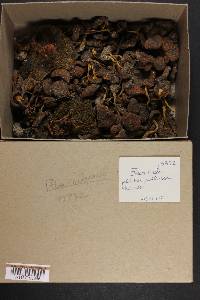 Pholiota highlandensis image