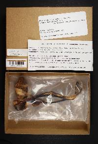 Phaeocollybia kauffmanii image