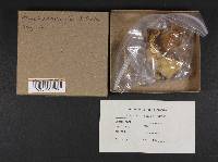 Hohenbuehelia mastrucata image