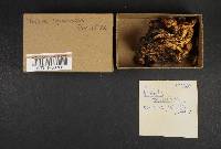 Pholiota squarrosa image