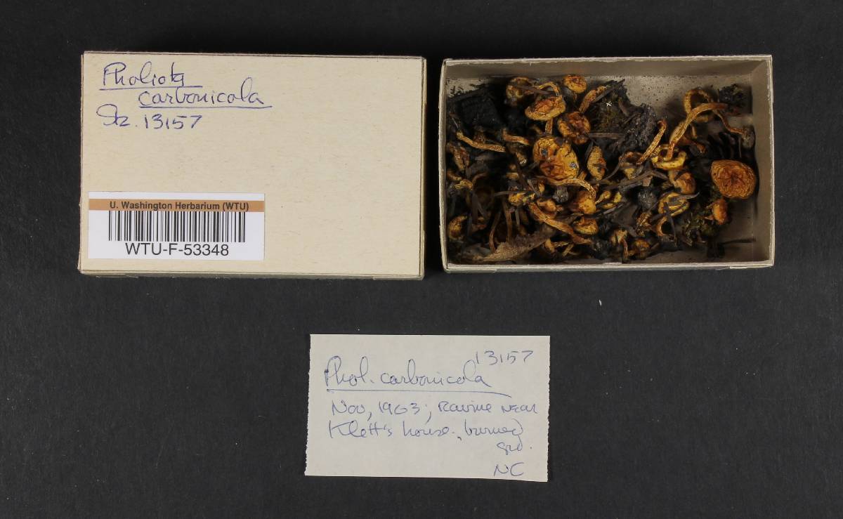 Pholiota carbonicola image