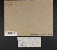 Russula compacta image