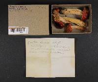 Russula emetica image