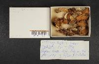 Suillus luteus image