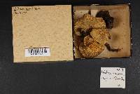 Suillus americanus image