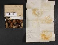 Suillus subluteus image