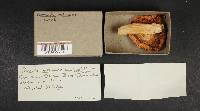 Russula veternosa image