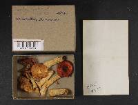 Russula emetica image