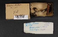 Media resource of Boletus albidipes