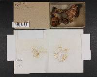 Suillus pictus image
