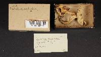 Tricholoma resplendens image