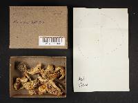 Tricholoma resplendens image