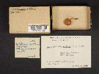 Tricholomopsis rutilans image