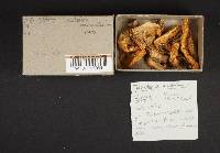 Tricholoma aurantium image