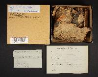 Bjerkandera adusta image