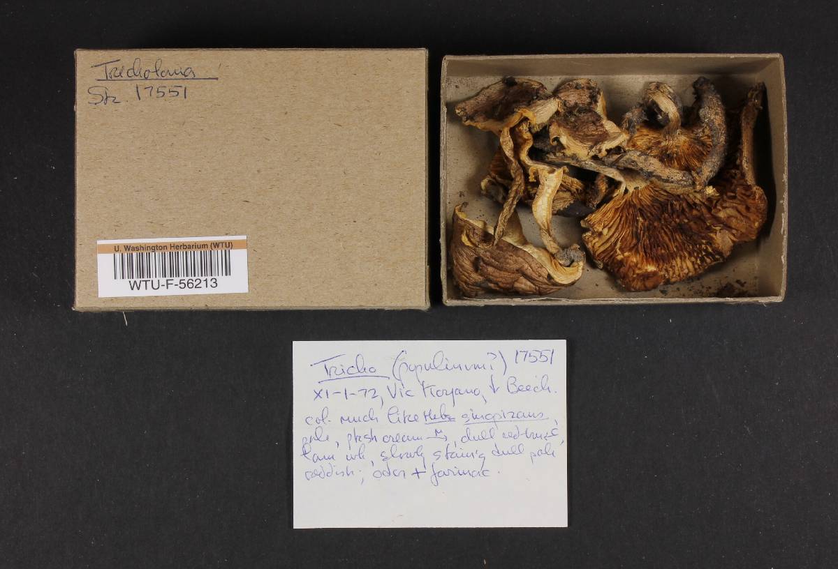 Tricholoma populinum image