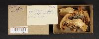 Armillaria zelleri image