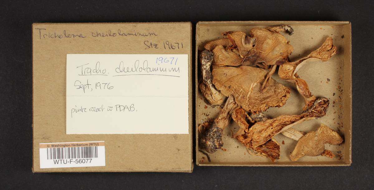 Tricholoma cheilolaminum image