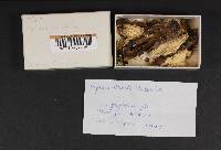 Pseudochaete tabacina image