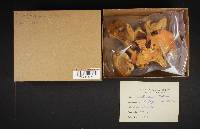 Cantharellus lateritius image